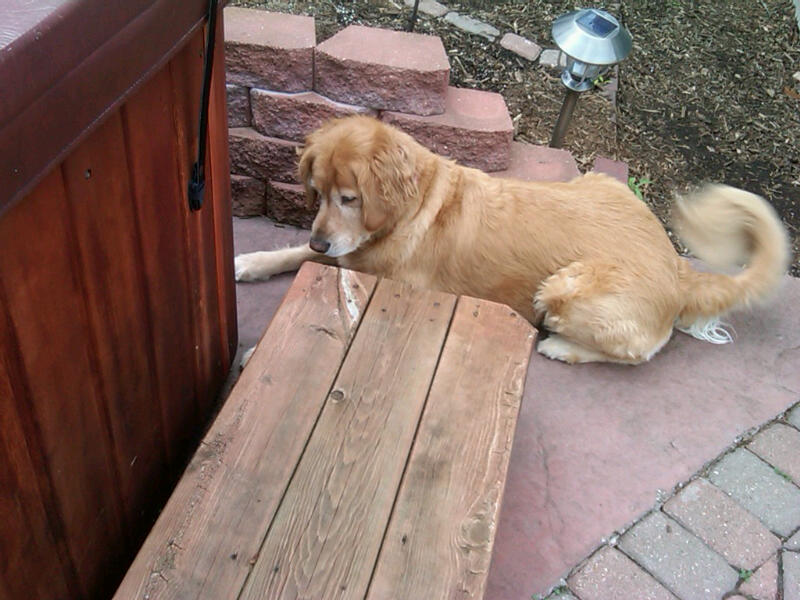 Samantha - 5 Year old Golden Retriever