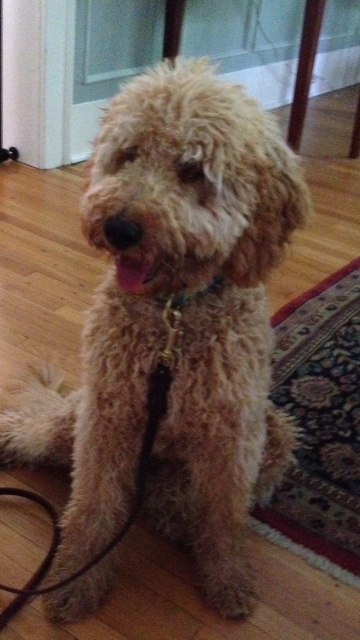 Teddy - 4 month old Golden Doodle