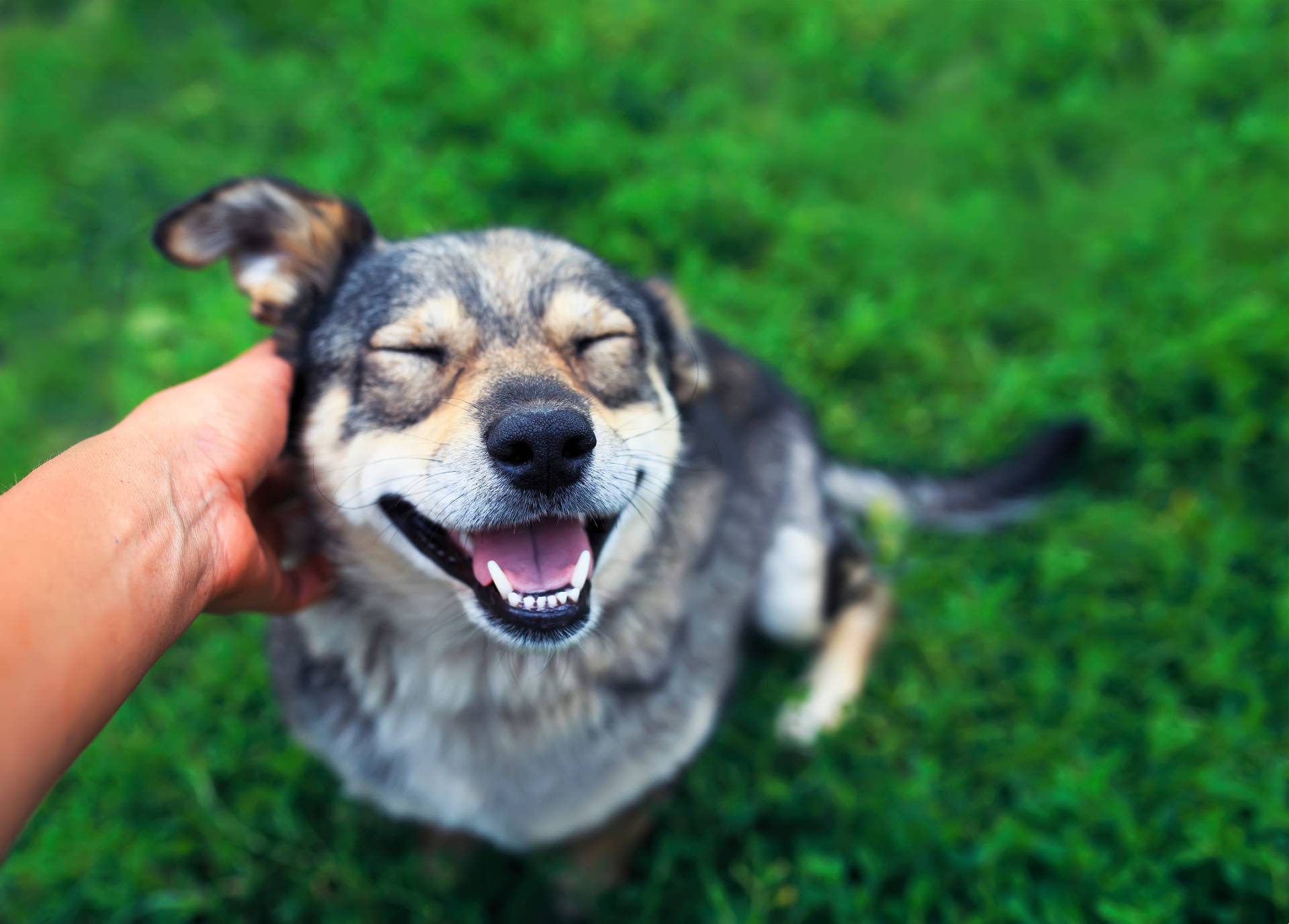 Dogs show a range of emotions through their body language.