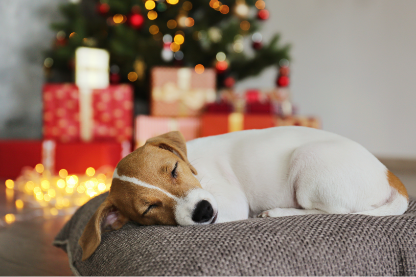 Holiday pet hazards to avoid