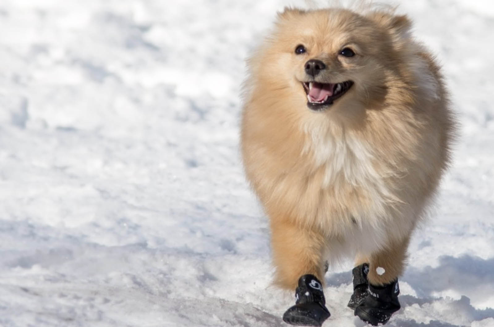Pet Safety Tips for Cold Weather