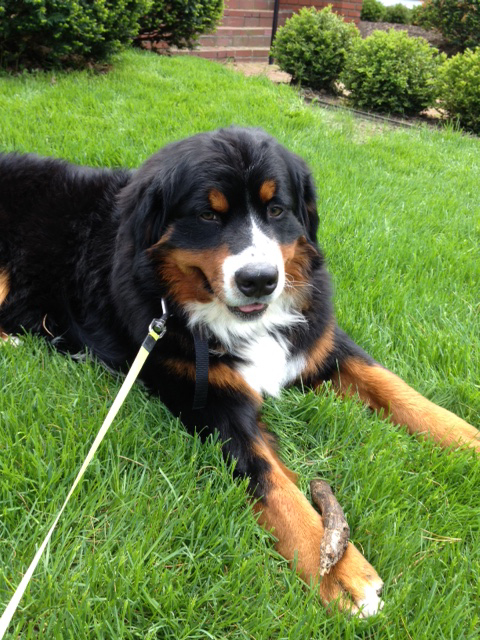 Santino - Bernese Mountain Dog