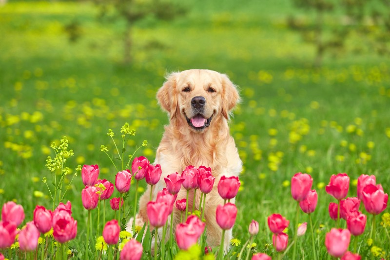 Spring flowers can be toxic for pets