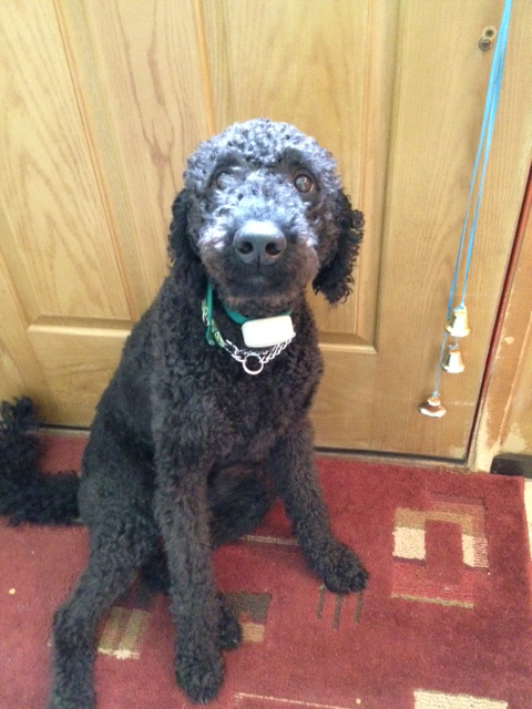 Tera - 1 Year old Labradoodle