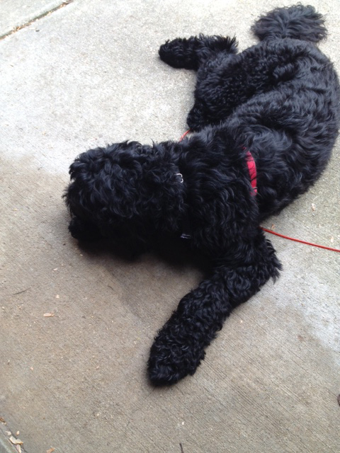 Winston - Portuguese water dog